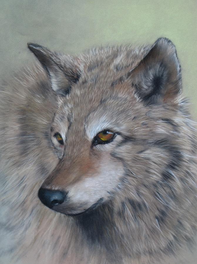 Grey Wolf Pastel by Anne Kerr | Fine Art America