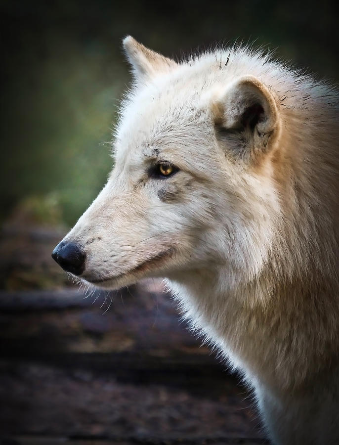 Grey Wolf Photograph by Athena Mckinzie | Fine Art America