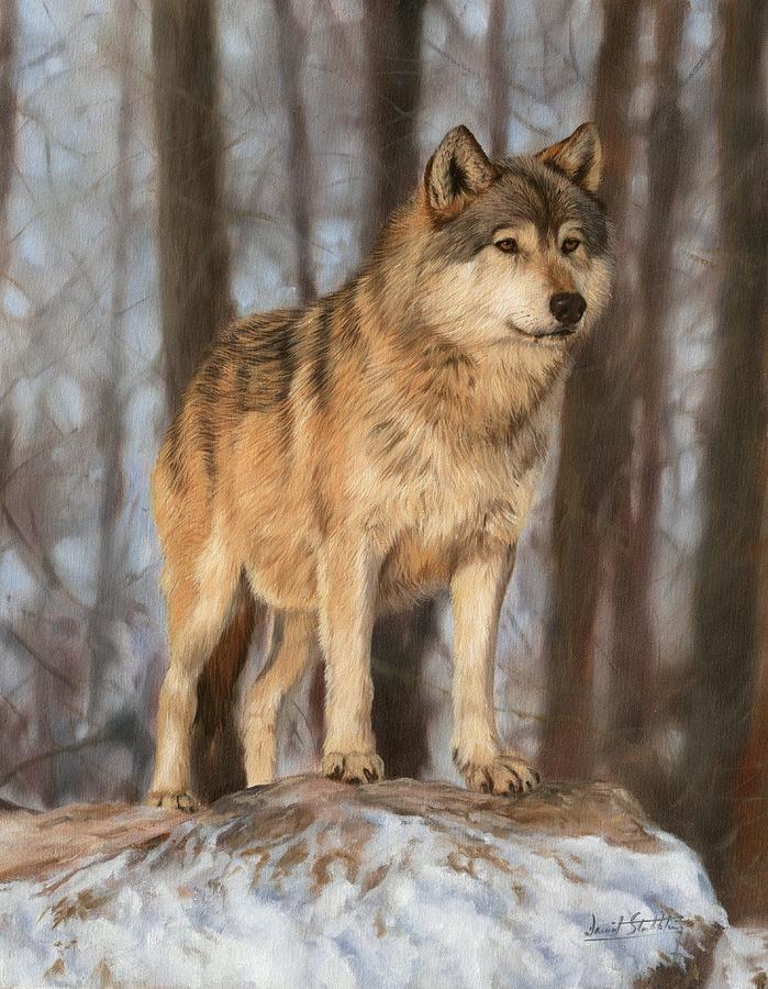 Wolf Painting - Grey Wolf by David Stribbling