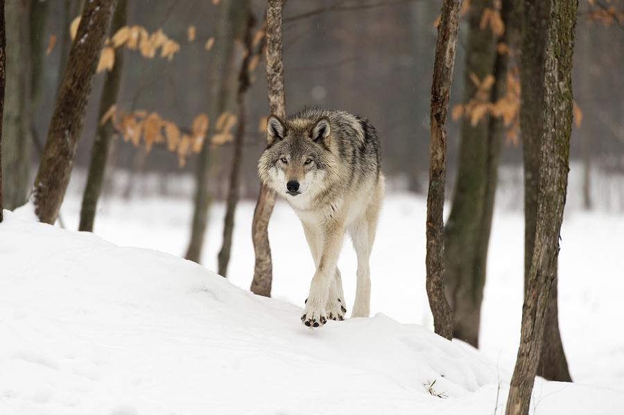 Winter Photograph - Grey Wolf by Dr P. Marazzi/science Photo Library