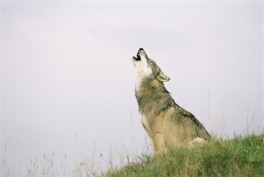 Wolf Howling Photography