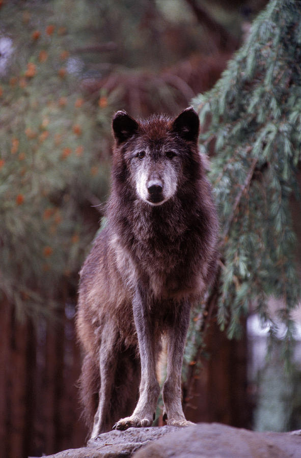 Wildlife Photograph - Grey Wolf In Captivity At Californias by Peter McBride