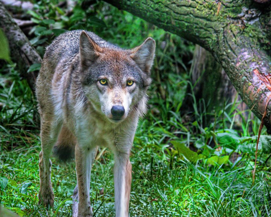 Wildlife Photograph - Grey Wolf by Mary Almond