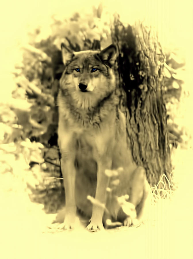 Grey Wolf Minnesota Photograph by Amanda Stadther