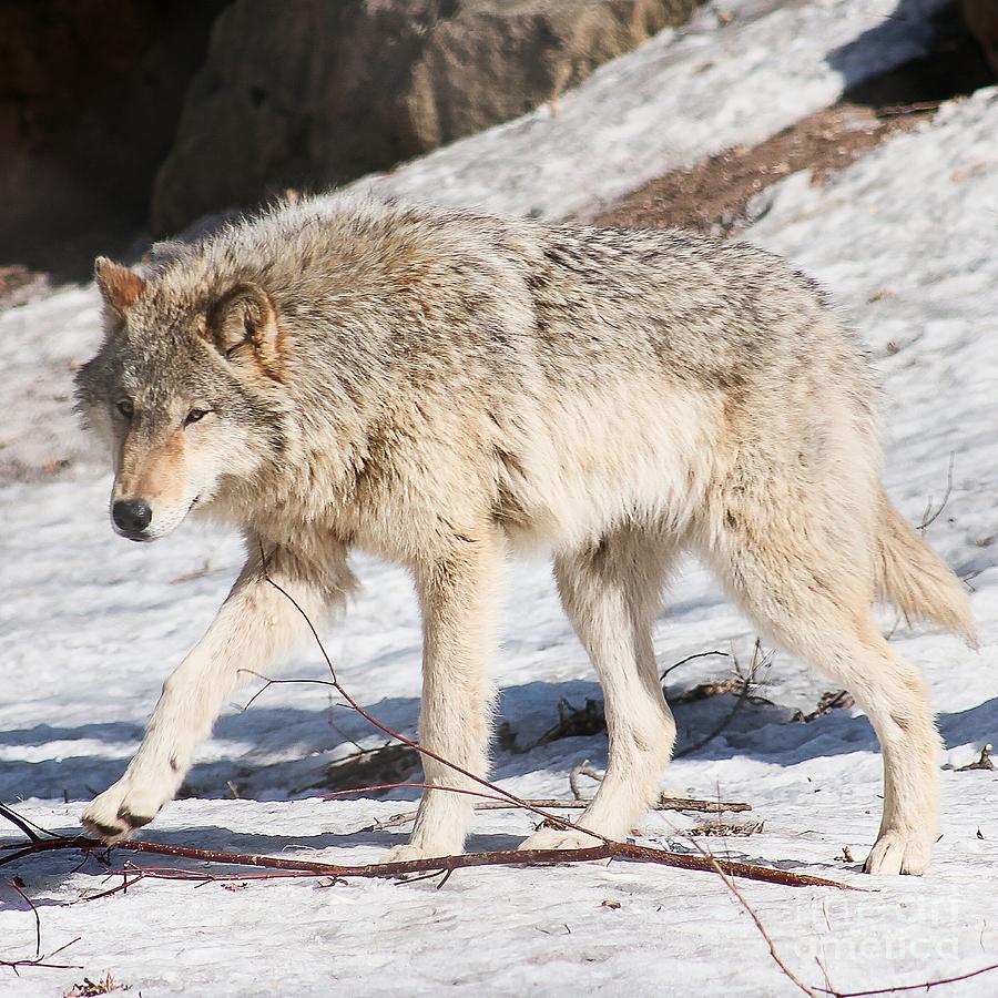 She Wolf - Gray Wolf Photograph