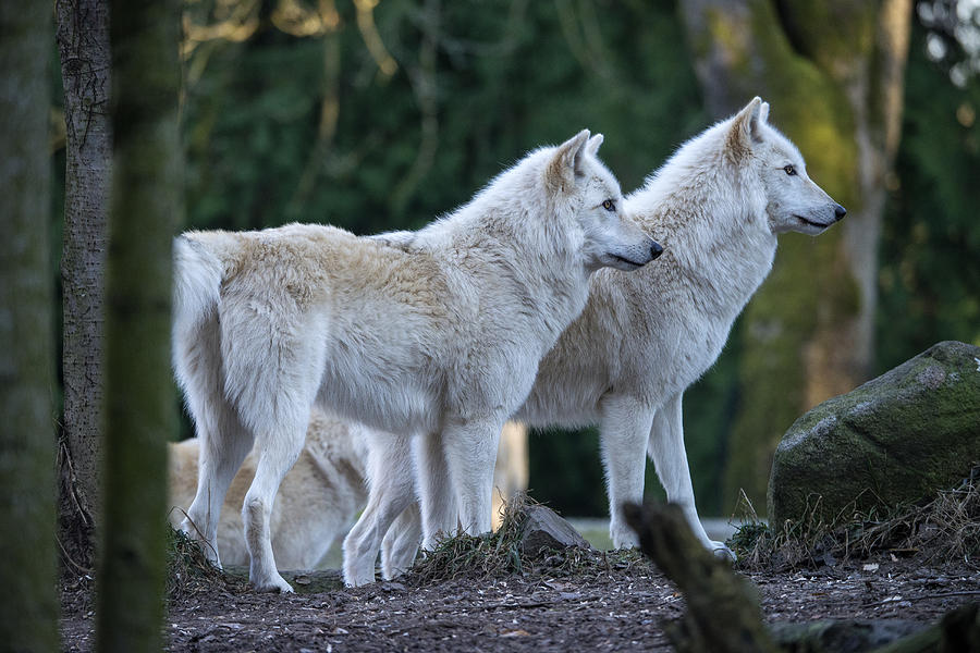 Grey Wolf Pack Photograph by Mark Newman
