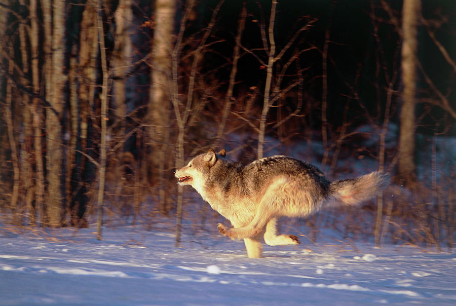 running wolves