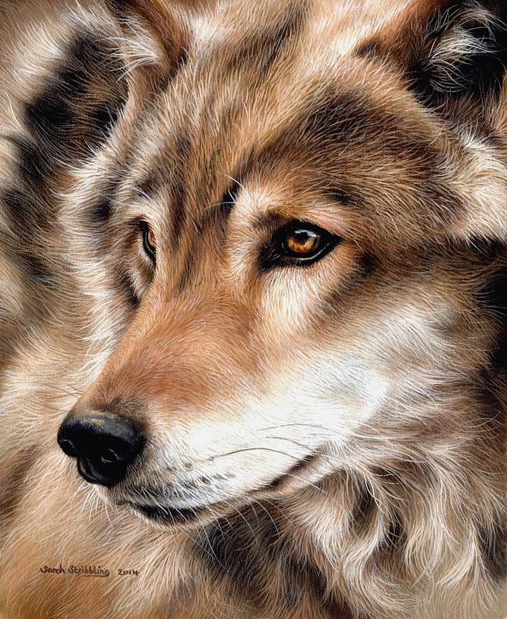 Wildlife Painting - Grey wolf by Sarah Stribbling