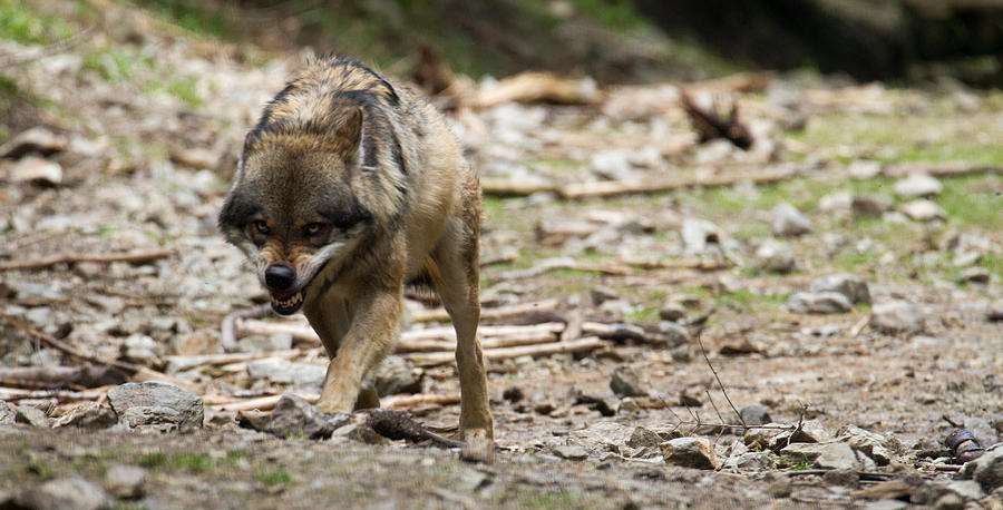 Grey Wolf Snarling Photograph by Andrzej Kubera