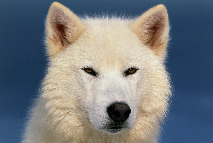 Grey Wolf White-form Photograph by William Ervin/science Photo Library