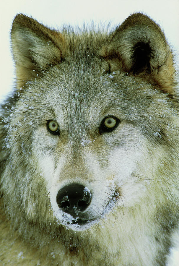 Grey Wolf Photograph by William Ervin/science Photo Library