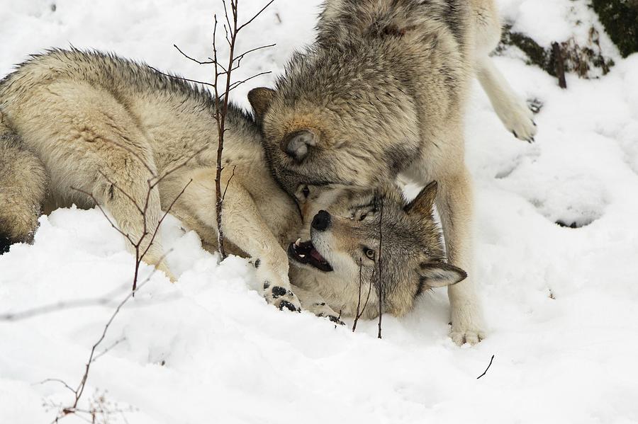 Grey Wolves Interacting Photograph by Dr P. Marazzi/science Photo Library