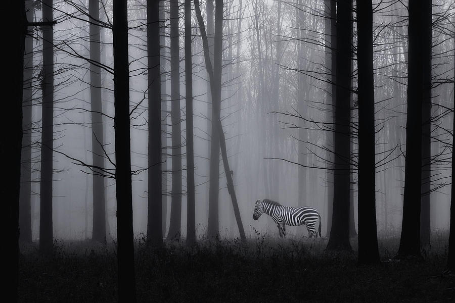 Grey Zebra In The Mist... Photograph by Heaven Man