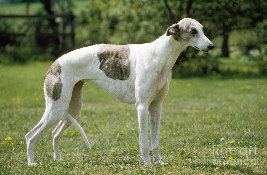 Mammal Photograph - Greyhound Dog by John Daniels