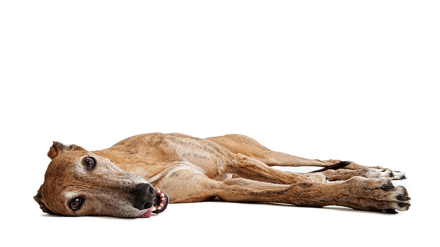 Dog Photograph - Greyhound Dog Laying Down by Good Focused