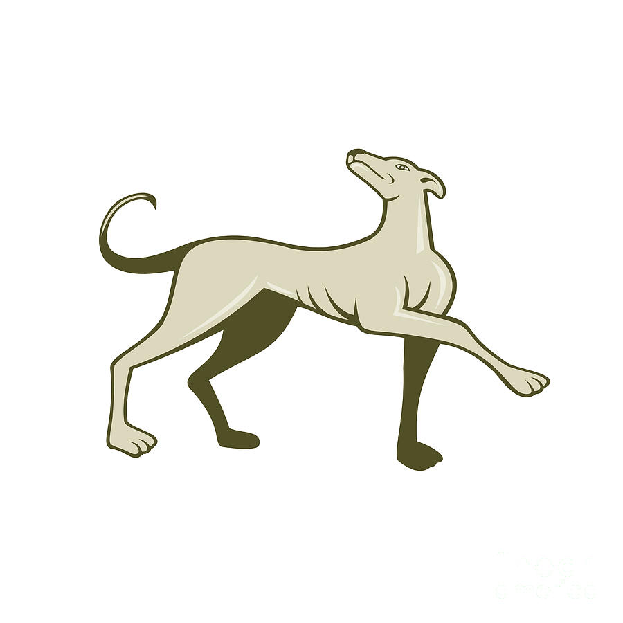 Greyhound Dog Marching Looking Up Cartoon Digital Art by Aloysius  Patrimonio - Pixels