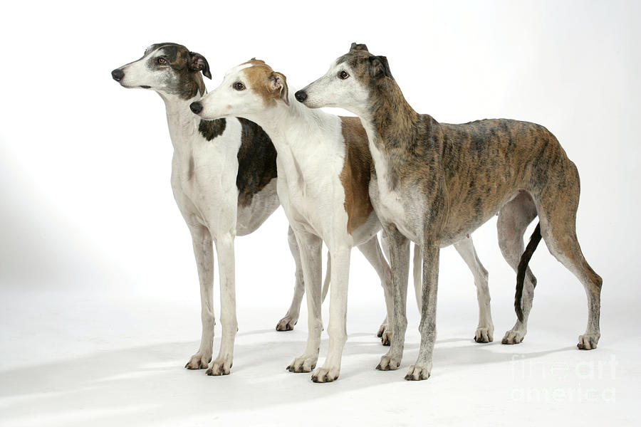 Dog Photograph - Greyhound Dogs by John Daniels