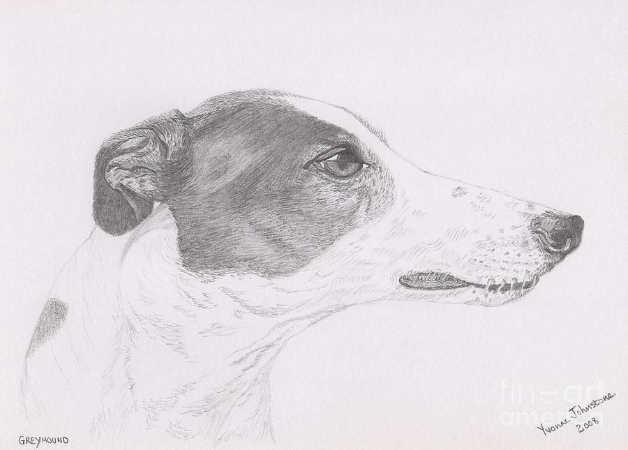 Greyhound Head Study Drawing by Yvonne Johnstone