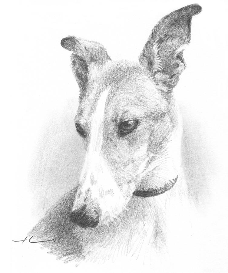 Greyhound Pencil Portrait Drawing by Mike Theuer - Fine Art America