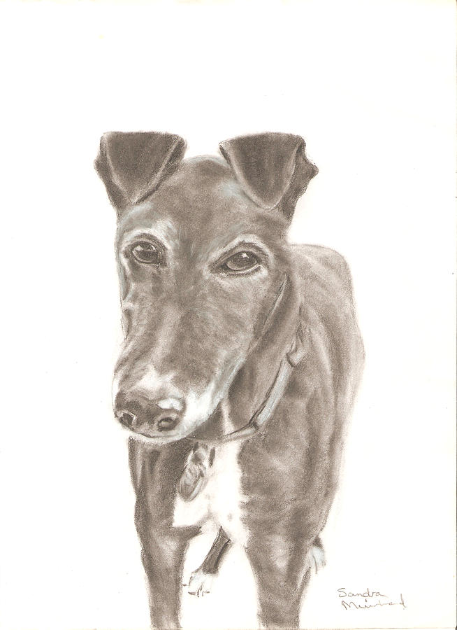 Greyhound Drawing by Sandra Muirhead