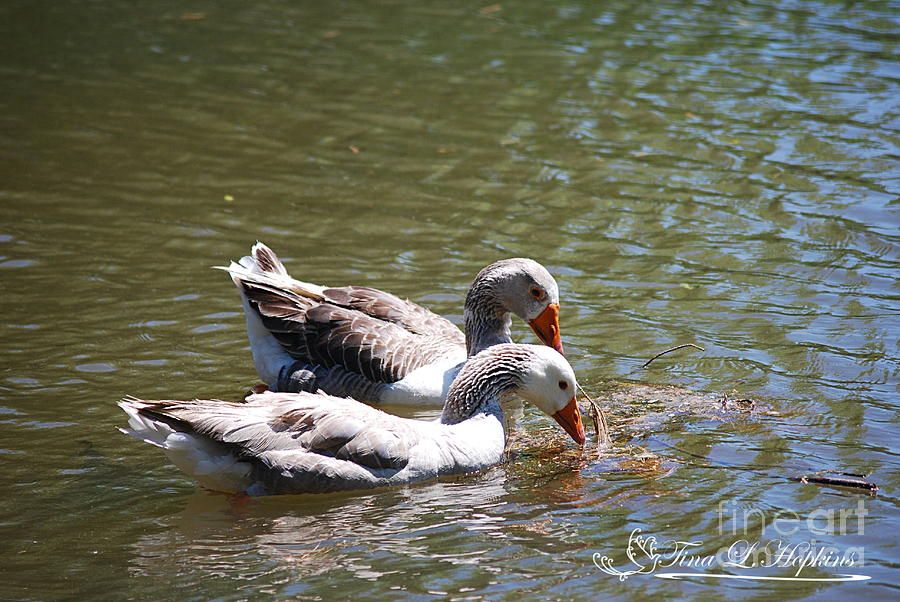 Greylag Geese 20130512_58 Photograph by Tina Hopkins