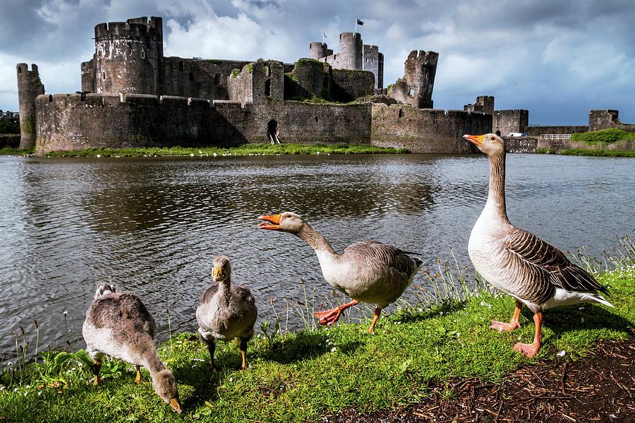 Nature Photograph - Greylag Geese And Caerphilly Castle by Paul Williams