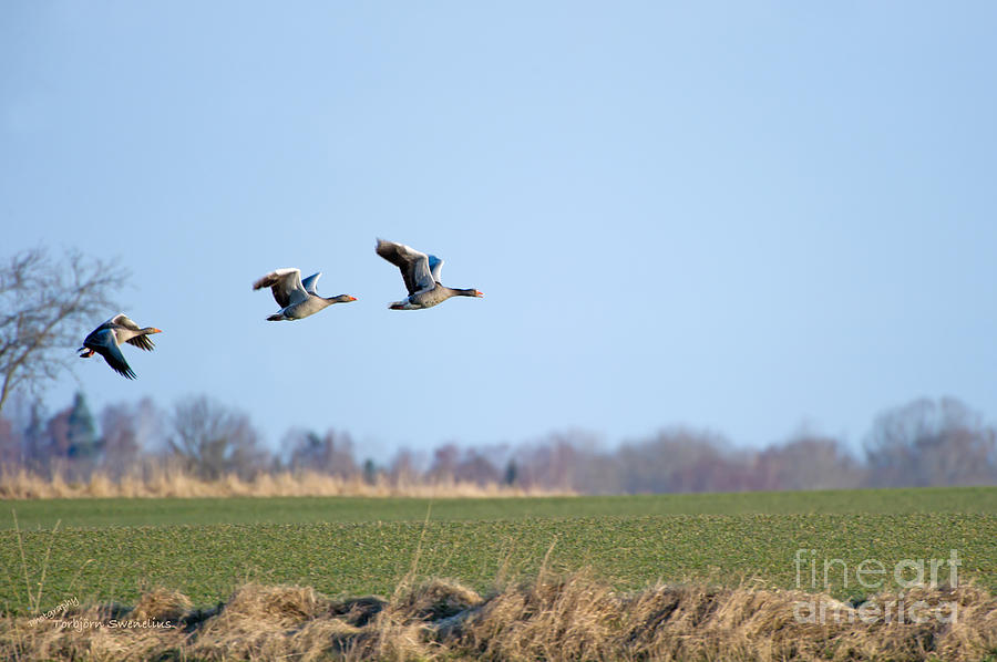 Greylag geese flying away Photograph by Torbjorn Swenelius