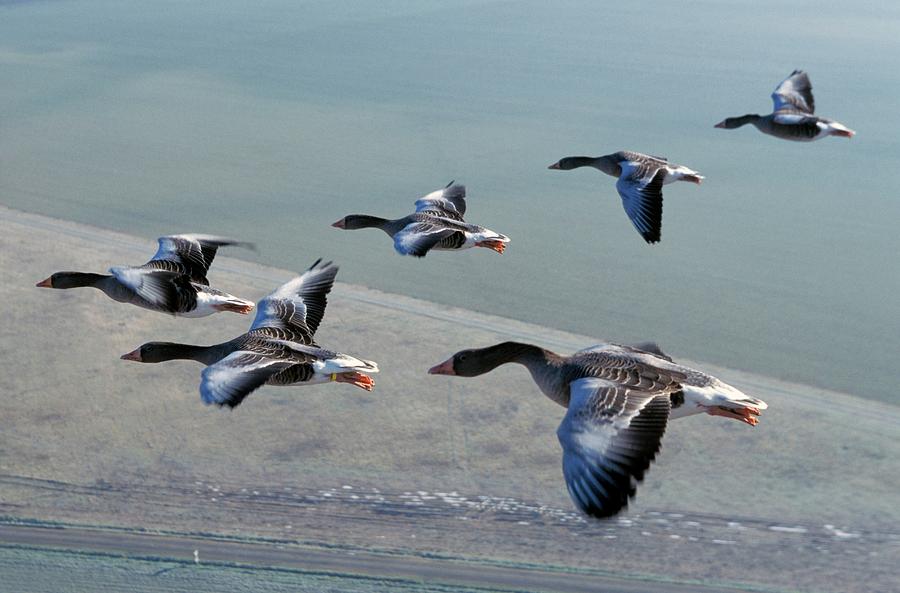 Greylag Geese Flying Photograph by Patrick Landmann/science Photo Library