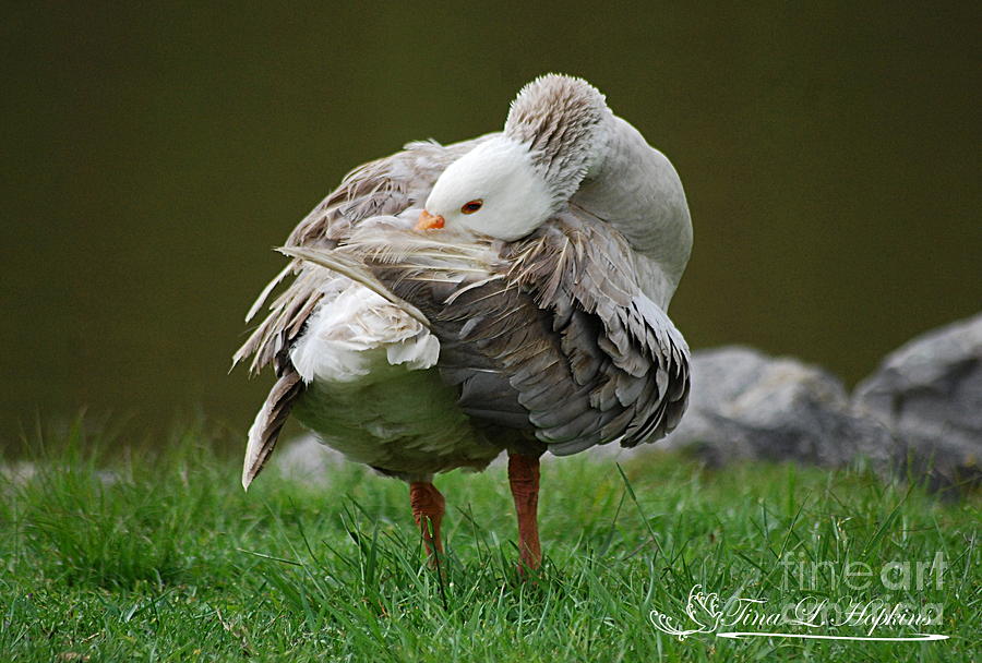Greylag Goose 20130508_160 Photograph by Tina Hopkins