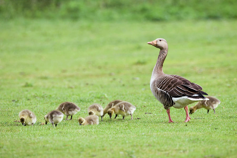 Greylag Goose And Goslings by John Devries/science Photo Library