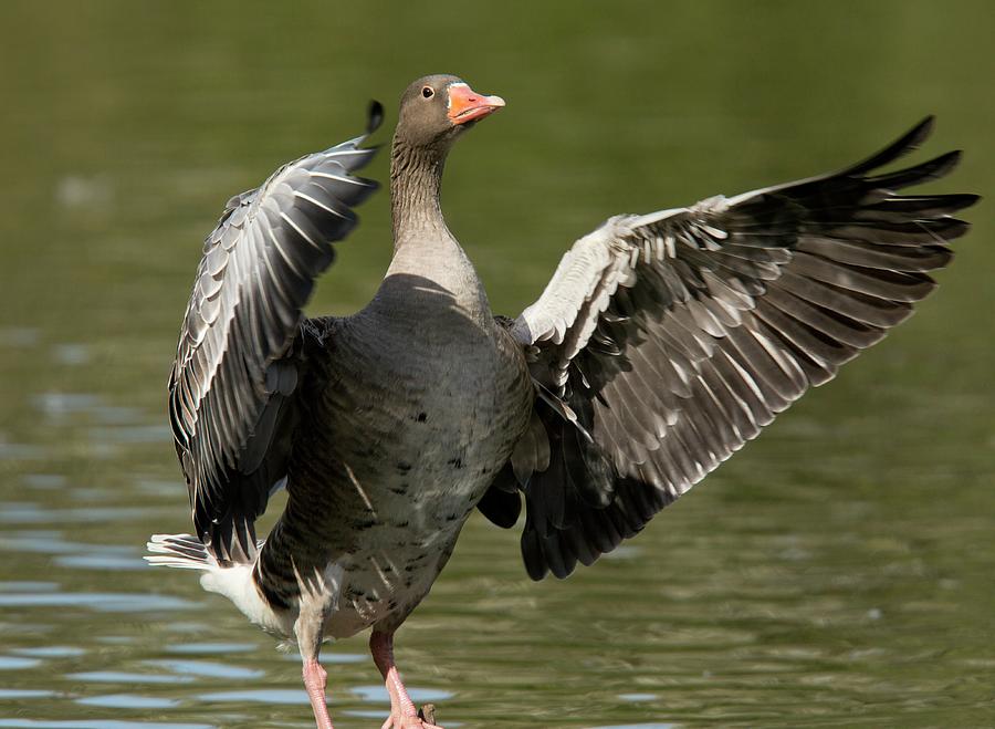 Animal Photograph - Greylag Goose Flapping Its Wings by Bob Gibbons