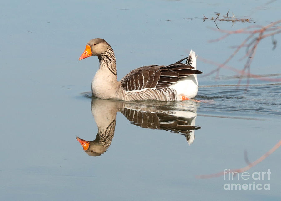 Greylag Goose on Calm Water Photograph by Carol Groenen