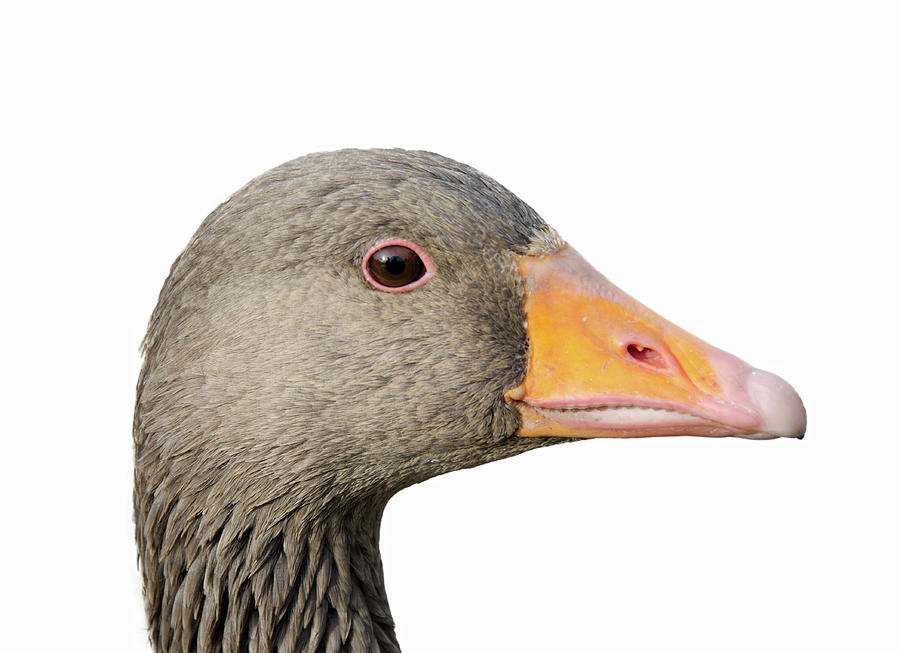 Greylag Goose Photograph by Photographer Nick Measures