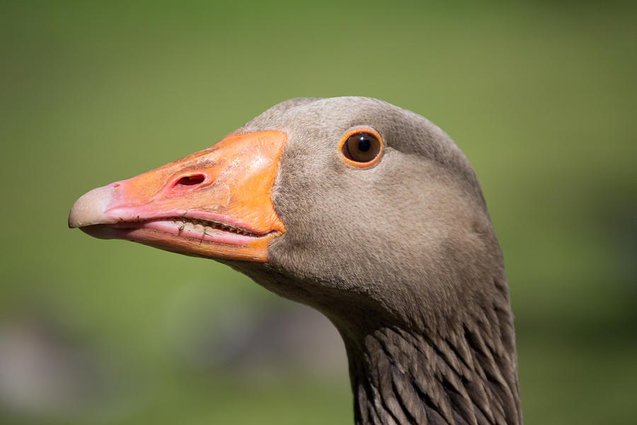 Greylag Goose Head Photograph by Scott Lyons