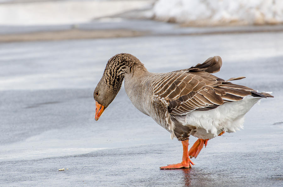 Greylag Goose Photograph by Susan McMenamin