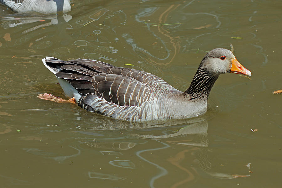 Greylag Goose Photograph by Tony Murtagh