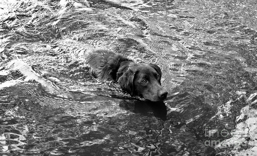Greyscale Photograph - Head in Water by Agata Wisniowska Greyscale Photograph - Head in Water by Agata Wisniowska