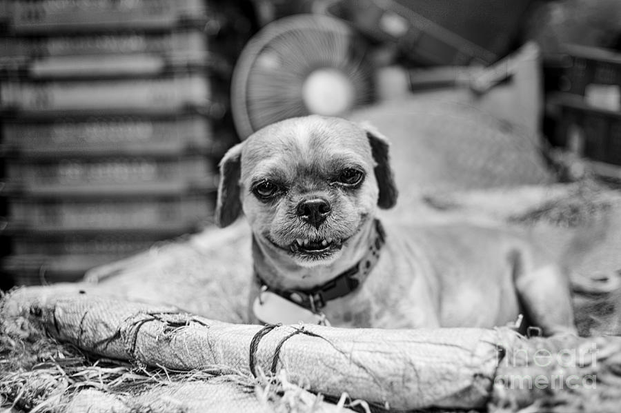 Griffon Smile Photograph by Dean Harte