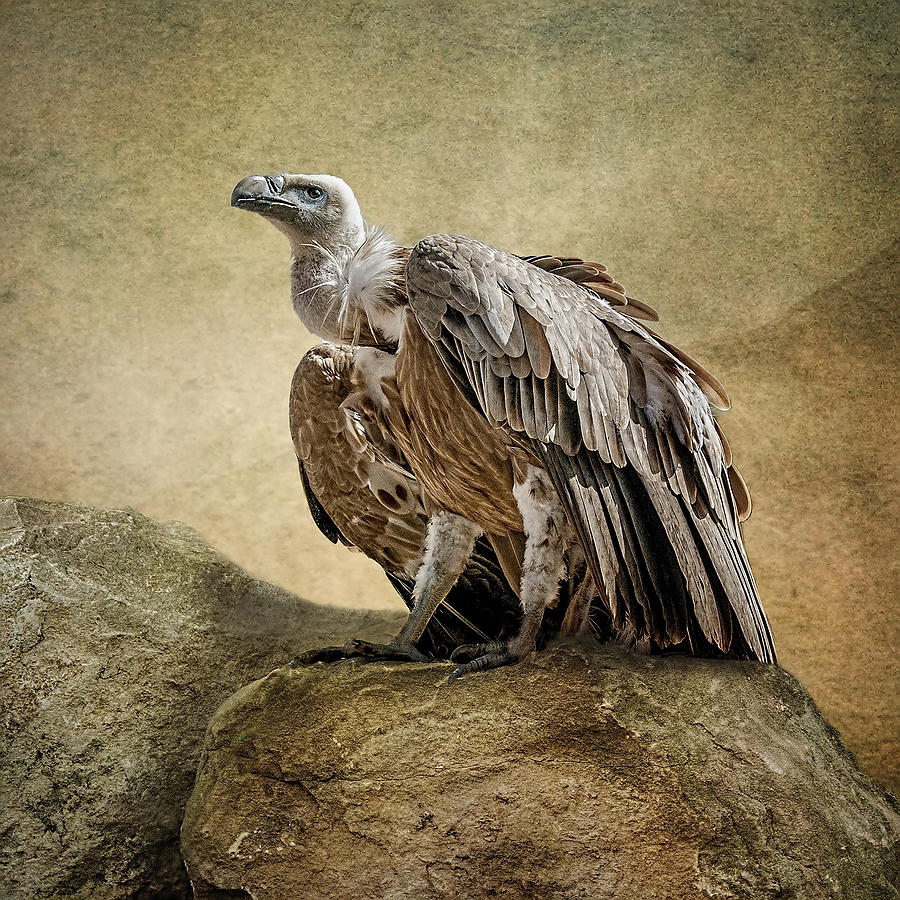 Griffon Vulture Photograph by Brian Tarr