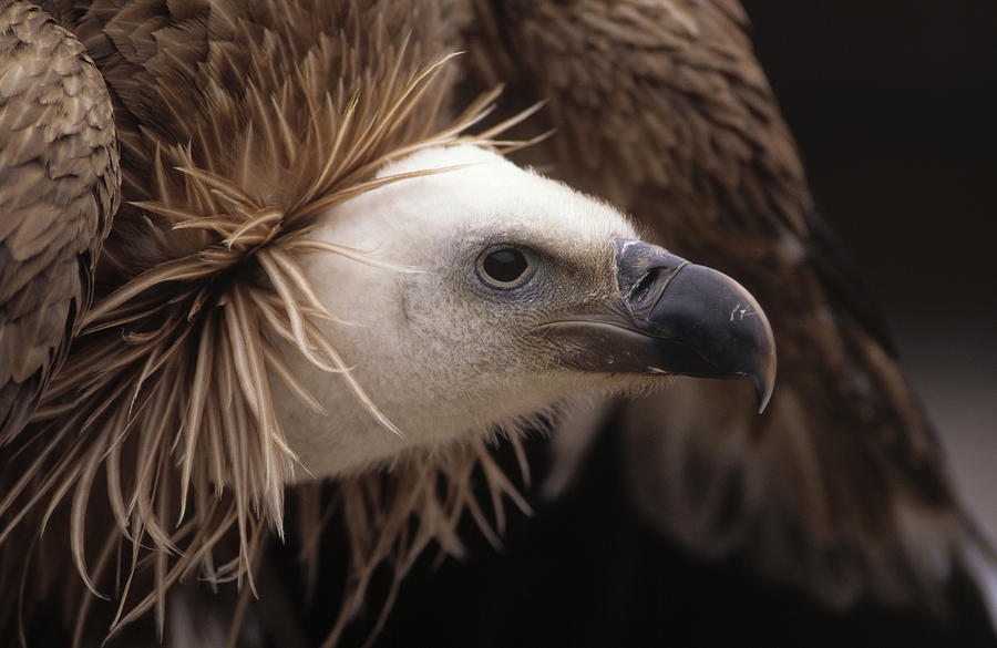 Griffon Vulture Photograph by Duncan Usher