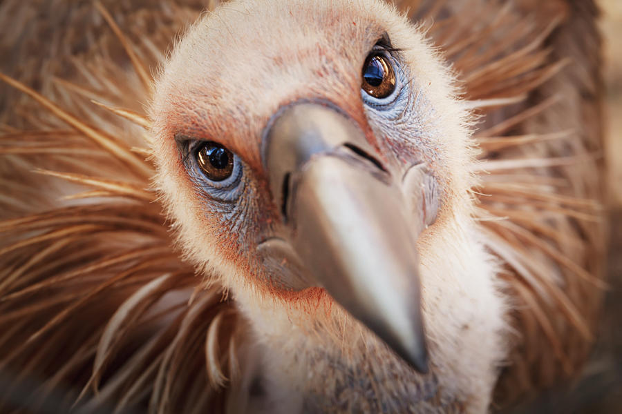 Griffon Vulture Gyps Fulvus Photograph by Reynold Mainse / Design Pics