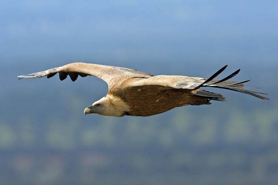 Bird Photograph - Griffon Vulture In Flight by Bildagentur-online/mcphoto-schaef