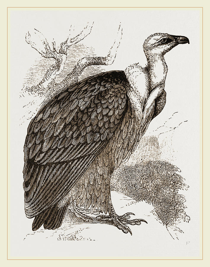 Nature Drawing - Griffon-vulture by Litz Collection
