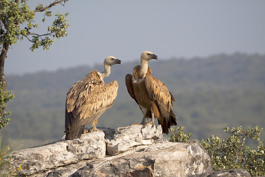 Animal Photograph - Griffon Vulture Pair Extremadura Spain by Gerard de Hoog