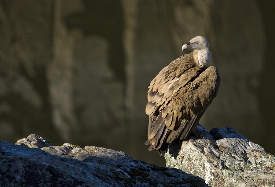 Griffon Vulture Photograph by Perry Van Munster
