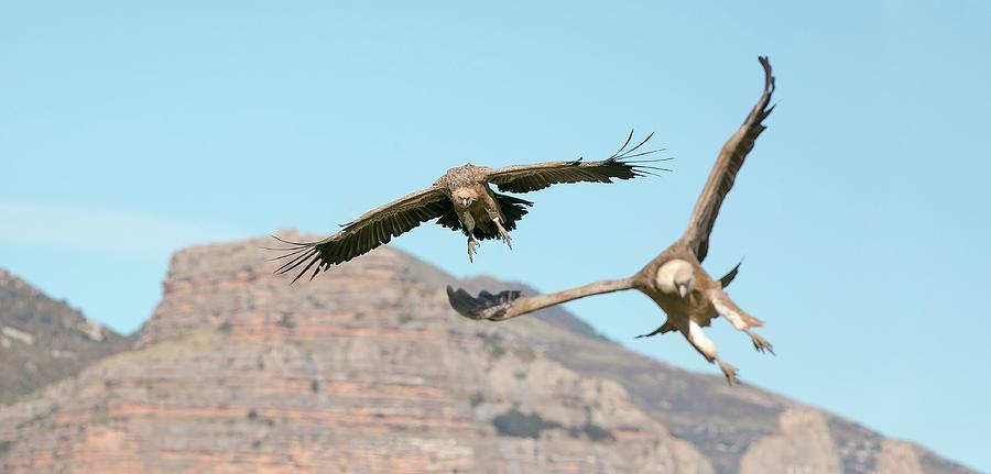 Vulture Photograph - Griffon Vultures Flying by Nicolas Reusens