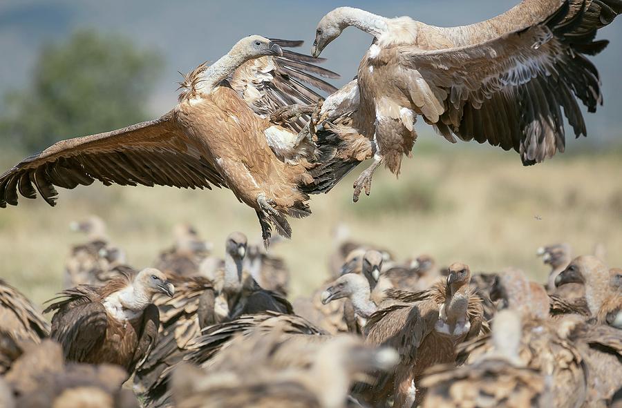 Vulture Photograph - Griffon Vultures by Nicolas Reusens