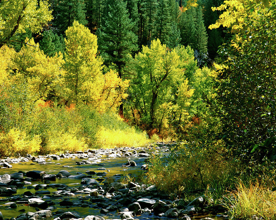 Grimes Creek Autumn Boise County Idaho Photograph by Ed Riche