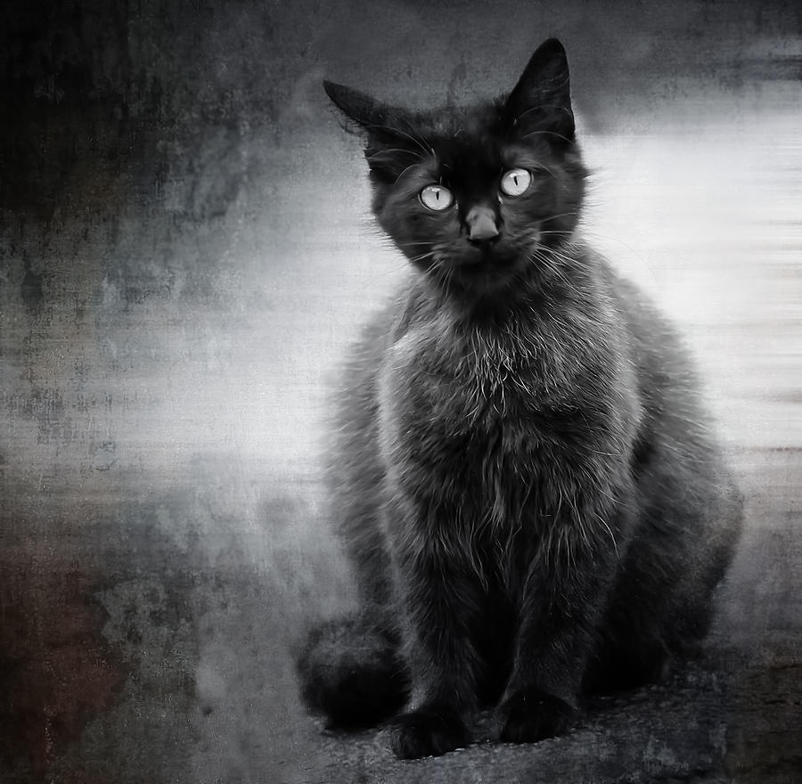 Cat Photograph - Grimliana by Kim Henderson