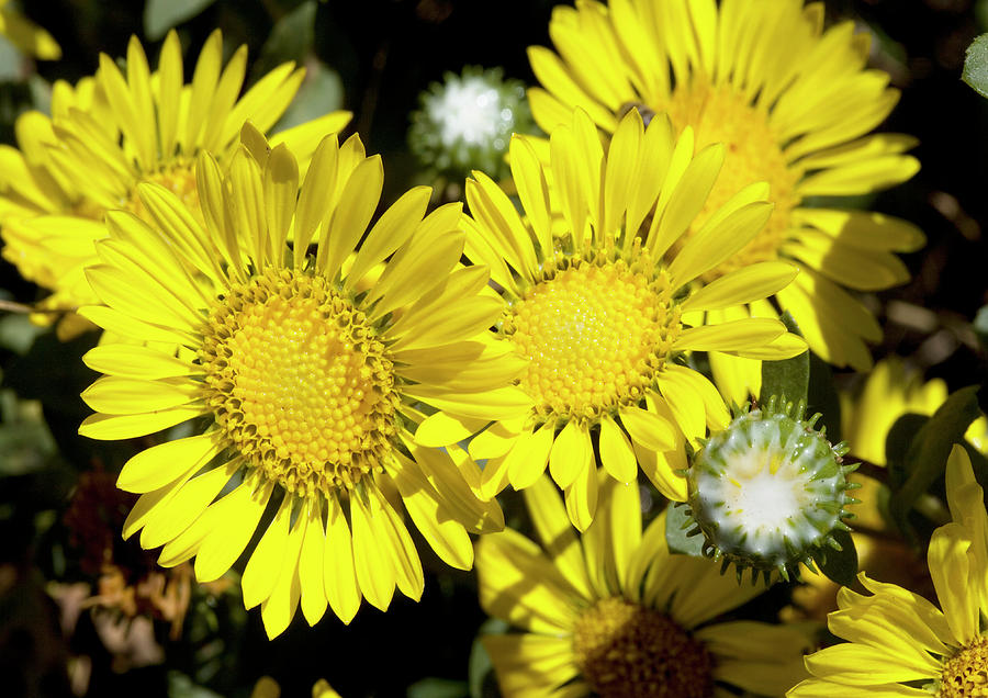 Grindelia Stricta Venulosa Photograph by Bob Gibbons/science Photo Library
